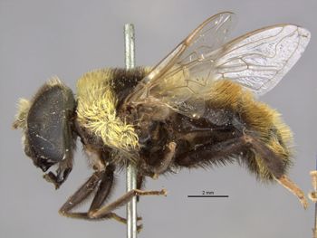 Media type: image;   Entomology 4072 Aspect: habitus lateral view